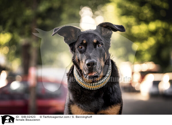 Beauceron Hndin / female Beauceron / SIB-02423
