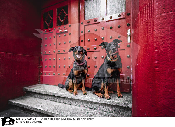 Beauceron Hndinnen / female Beaucerons / SIB-02431