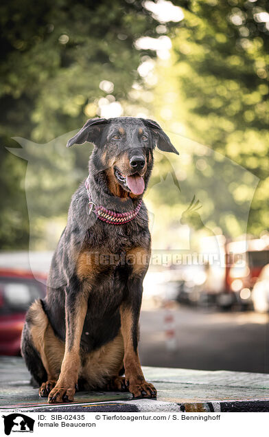 Beauceron Hndin / female Beauceron / SIB-02435