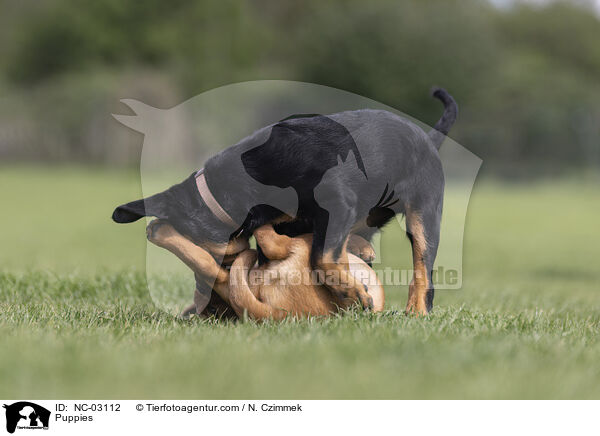 Welpen / Puppies / NC-03112