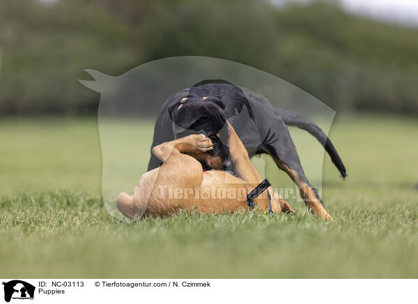 Welpen / Puppies / NC-03113