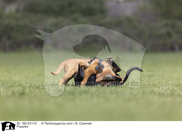 Welpen / Puppies / NC-03115