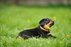 Beauceron Puppy