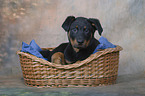 Beauceron Puppy