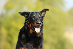 Beauceron in summer