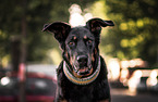 female Beauceron