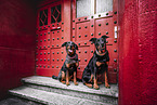 female Beaucerons