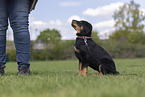 Beauceron Puppy