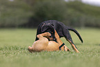 Puppies