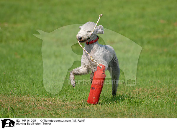 spielender Bedlington Terrier / playing Bedlington Terrier / MR-01995