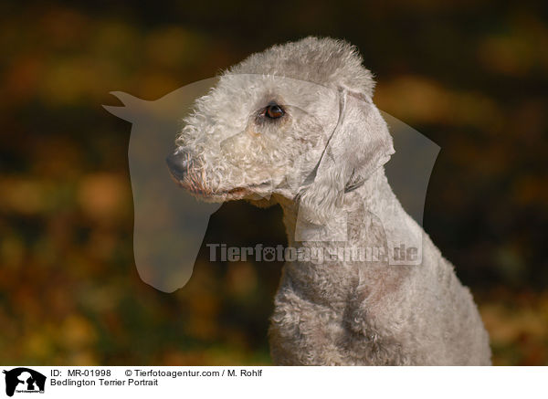 Bedlington Terrier Portrait / Bedlington Terrier Portrait / MR-01998