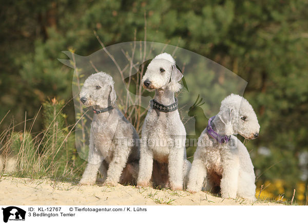 3 Bedlington Terrier / 3 Bedlington Terrier / KL-12767