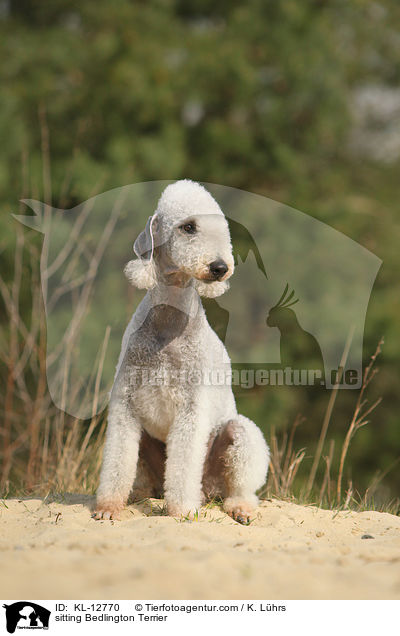 sitzender Bedlington Terrier / sitting Bedlington Terrier / KL-12770