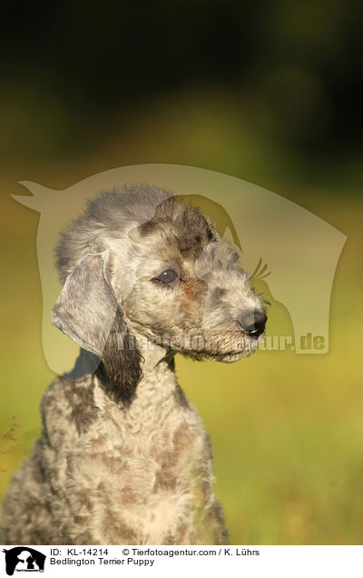 Bedlington Terrier Welpe / Bedlington Terrier Puppy / KL-14214