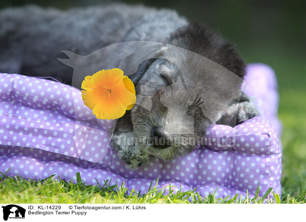 Bedlington Terrier Welpe / Bedlington Terrier Puppy / KL-14229