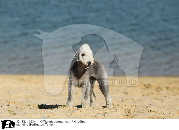 stehender Bedlington Terrier / standing Bedlington Terrier / KL-14934