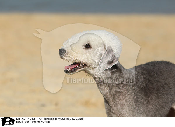 Bedlington Terrier Portrait / Bedlington Terrier Portrait / KL-14942
