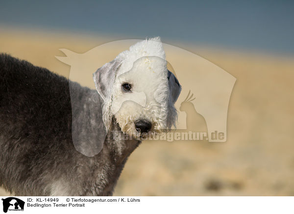 Bedlington Terrier Portrait / Bedlington Terrier Portrait / KL-14949