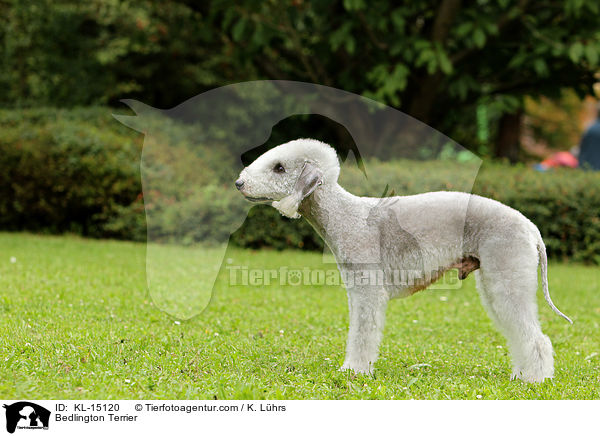 Bedlington Terrier / Bedlington Terrier / KL-15120