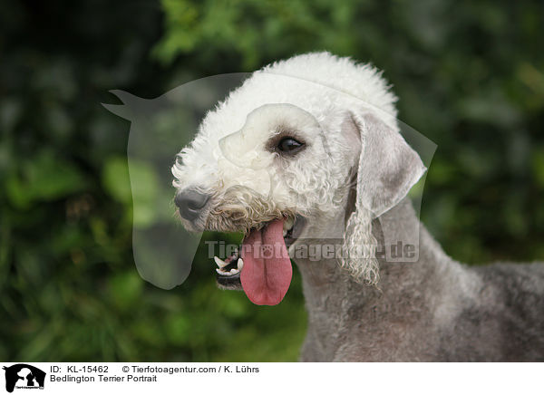 Bedlington Terrier Portrait / Bedlington Terrier Portrait / KL-15462