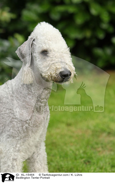 Bedlington Terrier Portrait / Bedlington Terrier Portrait / KL-15464