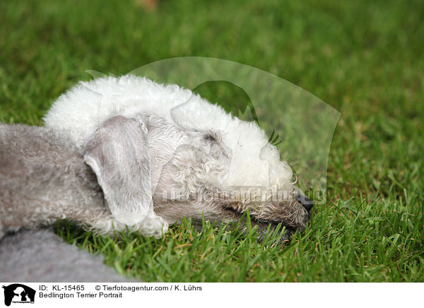 Bedlington Terrier Portrait / Bedlington Terrier Portrait / KL-15465