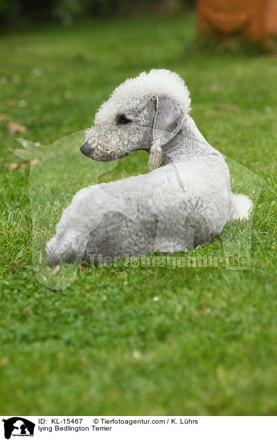 liegender Bedlington Terrier / lying Bedlington Terrier / KL-15467