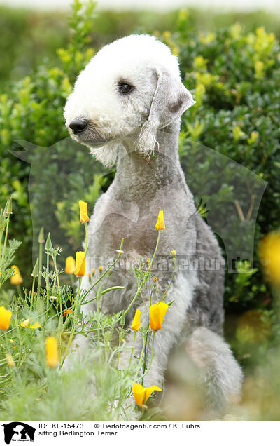 sitzender Bedlington Terrier / sitting Bedlington Terrier / KL-15473