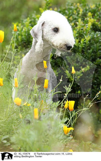 sitzender Bedlington Terrier / sitting Bedlington Terrier / KL-15474