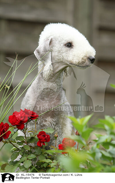Bedlington Terrier Portrait / Bedlington Terrier Portrait / KL-15476