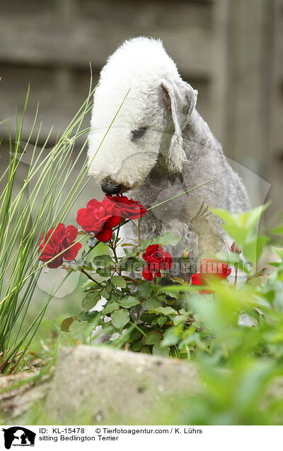 sitzender Bedlington Terrier / sitting Bedlington Terrier / KL-15478