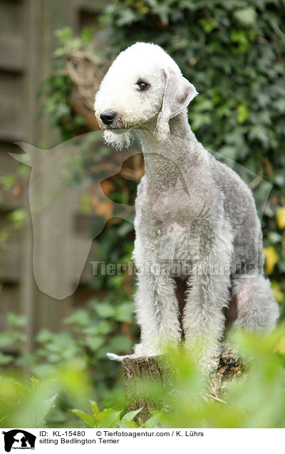 sitzender Bedlington Terrier / sitting Bedlington Terrier / KL-15480