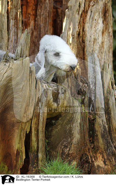 Bedlington Terrier Portrait / Bedlington Terrier Portrait / KL-16368