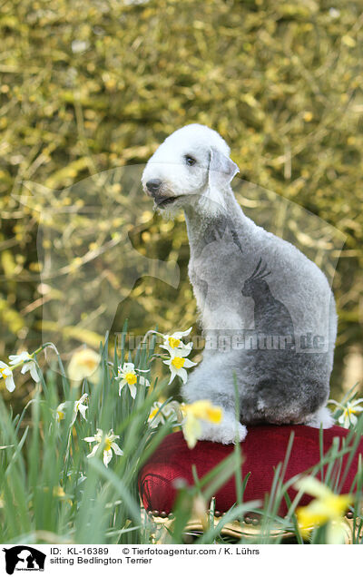 sitzender Bedlington Terrier / sitting Bedlington Terrier / KL-16389