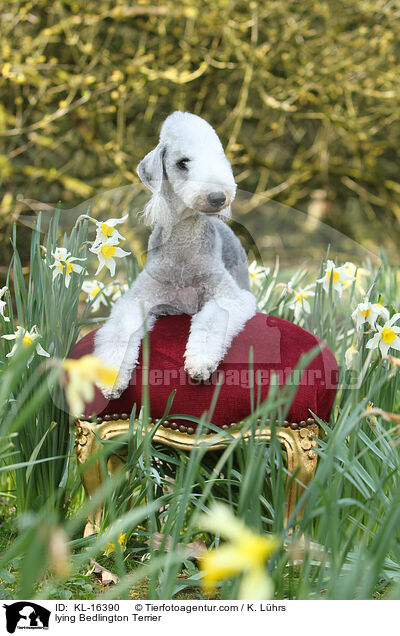 liegender Bedlington Terrier / lying Bedlington Terrier / KL-16390