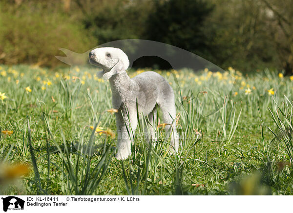 Bedlington Terrier / Bedlington Terrier / KL-16411