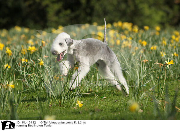 rennender Bedlington Terrier / running Bedlington Terrier / KL-16412