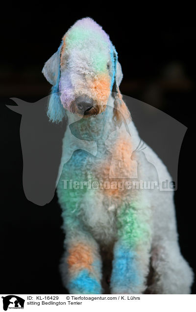 sitzender Bedlington Terrier / sitting Bedlington Terrier / KL-16429