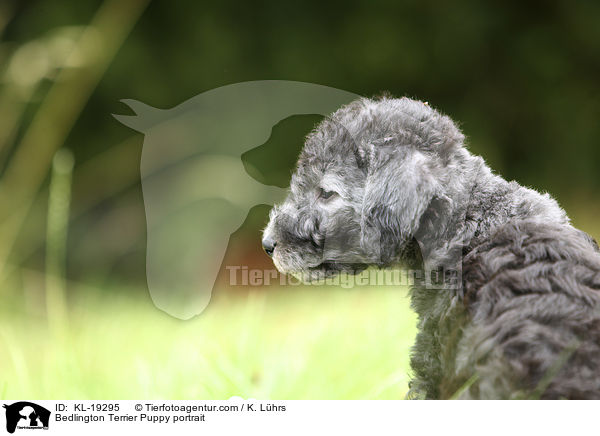 Bedlington Terrier Welpe Portrait / Bedlington Terrier Puppy portrait / KL-19295