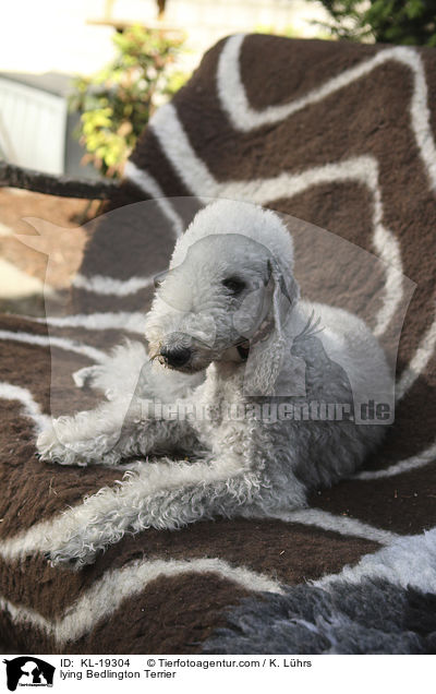liegender Bedlington Terrier / lying Bedlington Terrier / KL-19304