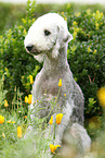 sitting Bedlington Terrier