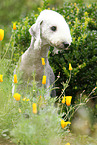 sitting Bedlington Terrier