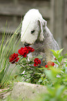 sitting Bedlington Terrier