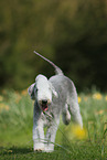 running Bedlington Terrier