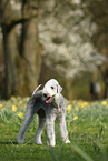Bedlington Terrier