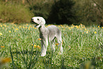 Bedlington Terrier