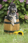 Bedlington Terrier Puppy