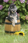 Bedlington Terrier Puppy