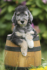 Bedlington Terrier Puppy