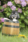 Bedlington Terrier Puppy